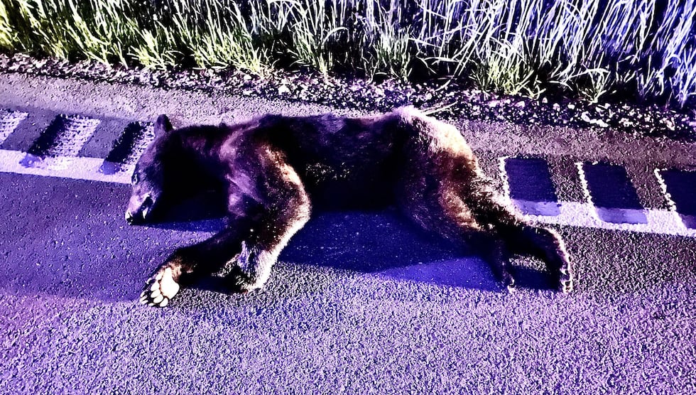 Missouri drivers have been warned to remain vigilant as bears begin an active season.