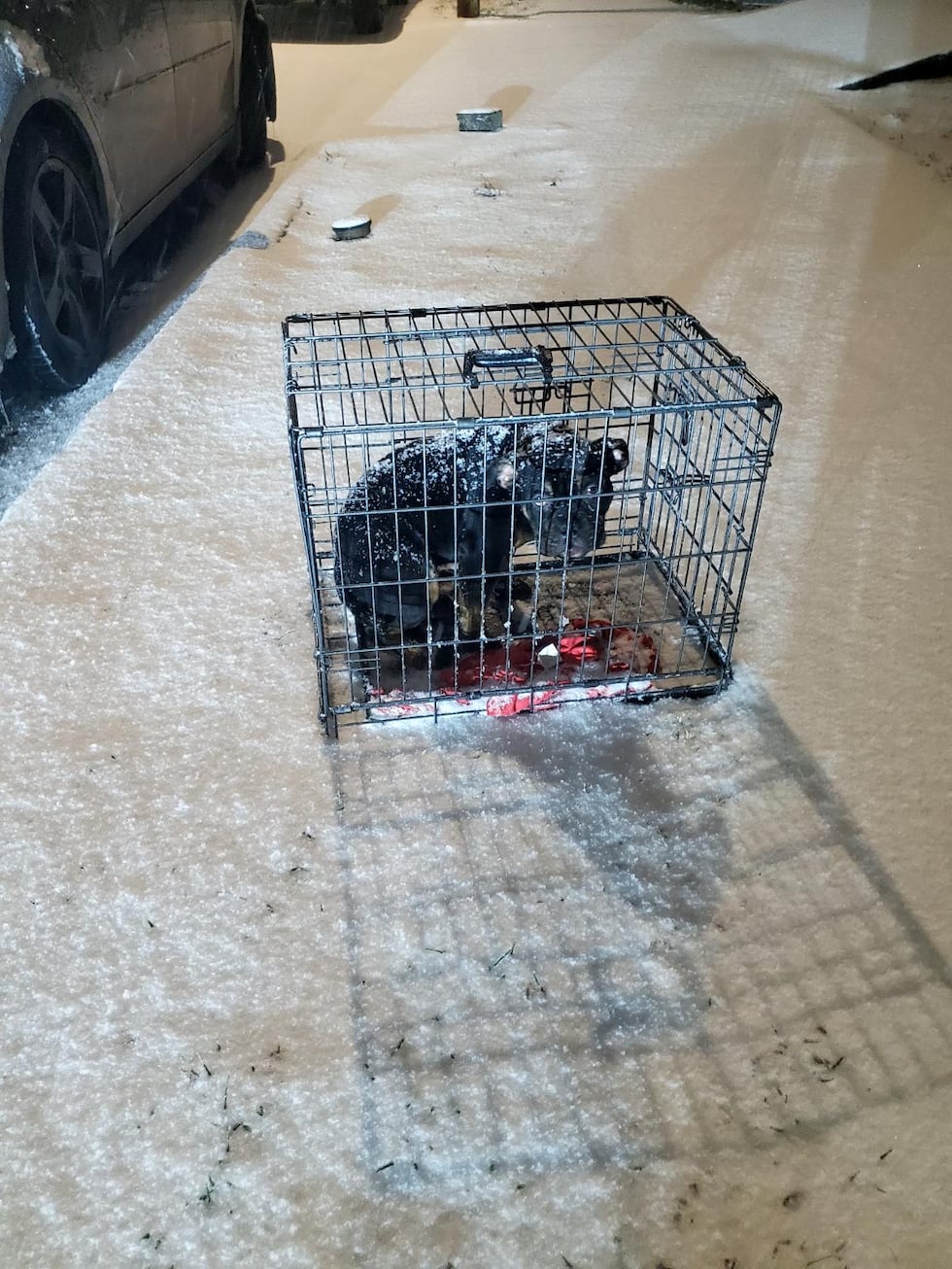 KC Pet Project says an abandoned dog left in a crate outside in Kansas City over the weekend...