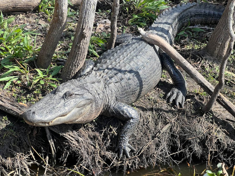 KCTV5 anchor Carolina Cruz and photojournalist Matt Kline went on a gator tour in the New...
