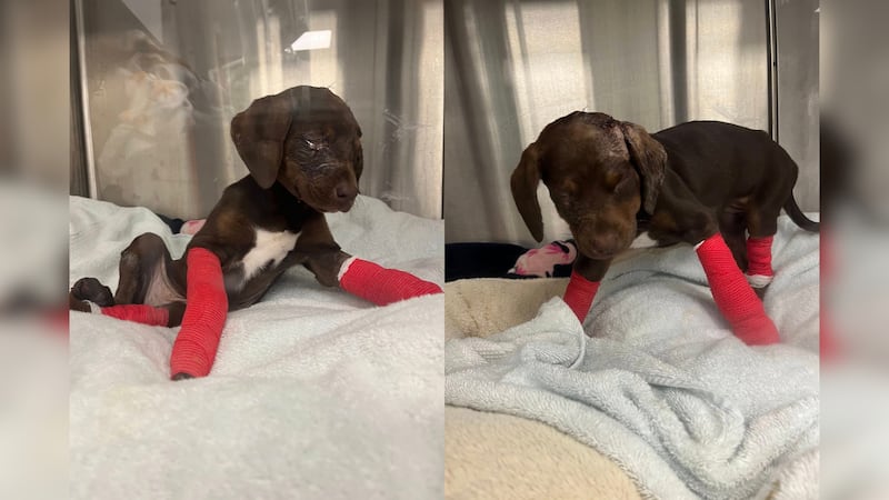 A puppy is recovering after being injured by its owner.