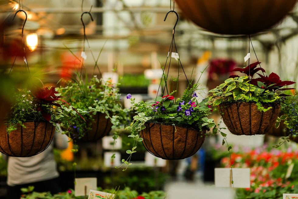 Local plant sale for brighter futures