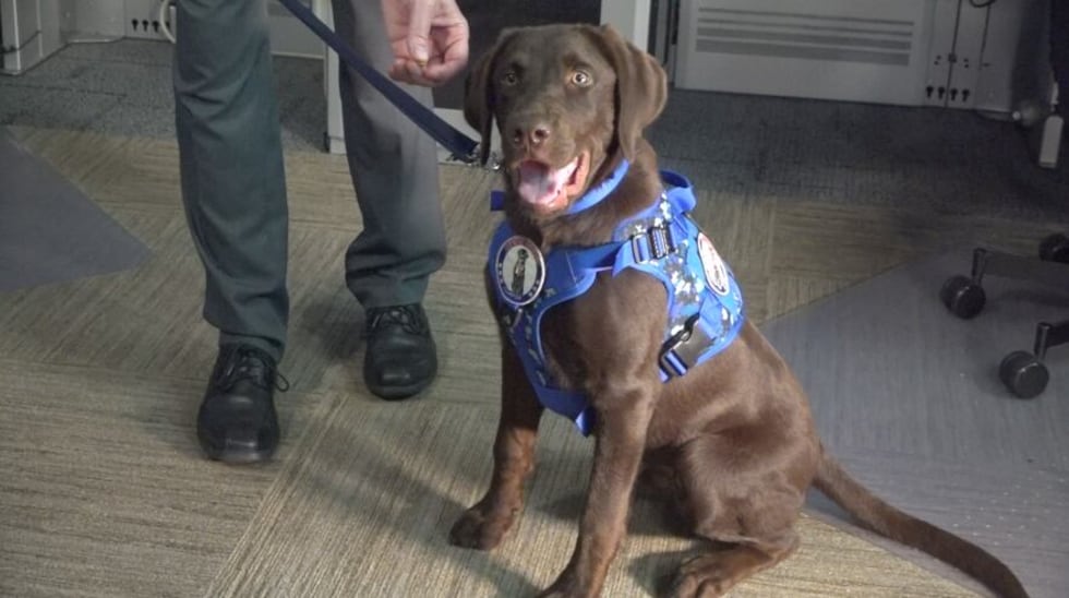 Baxter, Maine's first comfort dog