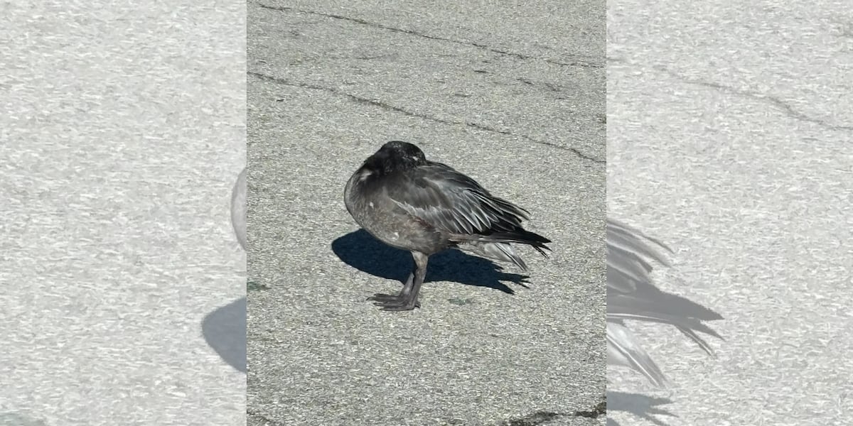 Geese Falling ‘Geese falling out of the sky’: Avian flu begins to infect birds in the ...