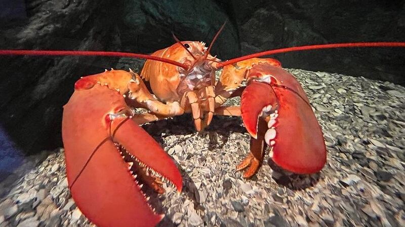 Larry Lombardi is a rare, cold-water American lobster.