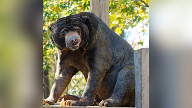 Hoho the Malayan Sun Bear celebrated his 35th birthday at the Topeka Zoo.