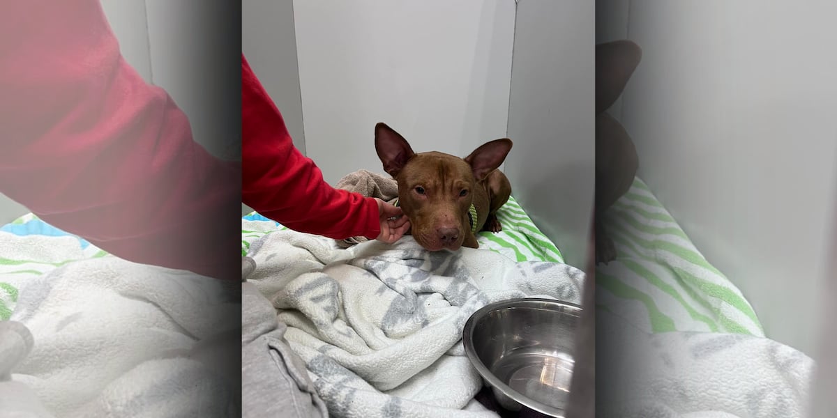 ‘We are not a shelter’: Kansas City vet clinic warns against dumping pets