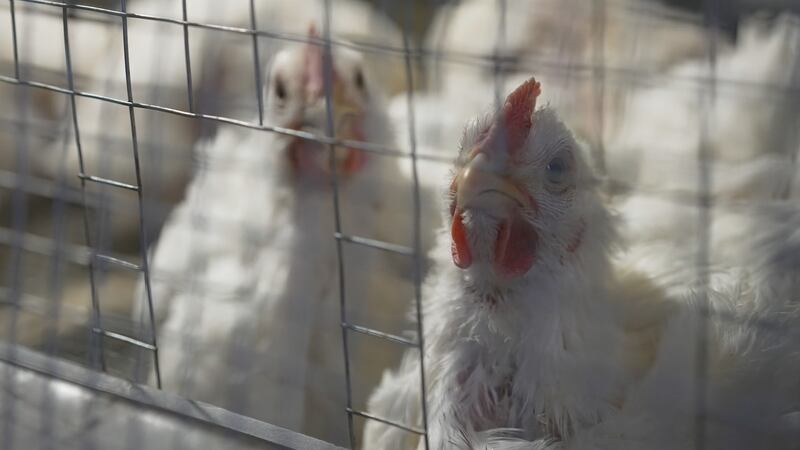 Avian bird flu