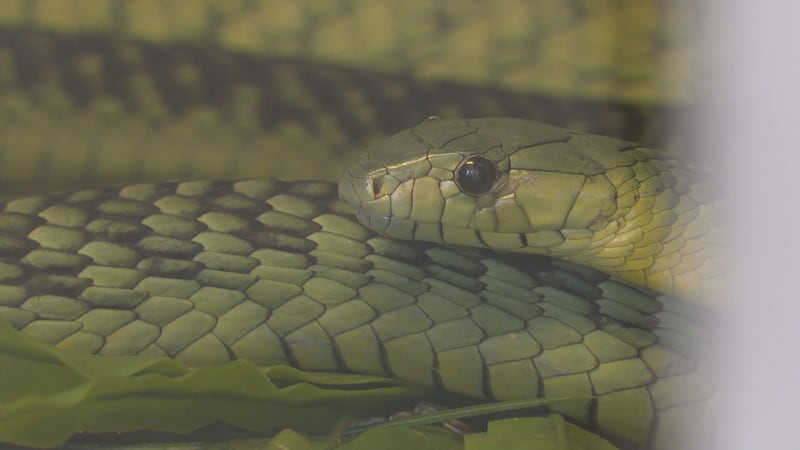 Kentucky Reptile Zoo Director recovers from snake bite.