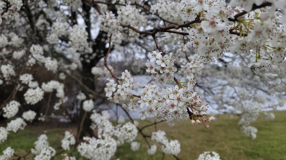 Callery Pear Tree in Springfield