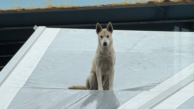 Staff fear the dog was thrown from a nearby bridge.