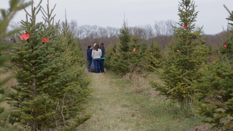 Some Missourians are choosing real Christmas trees as artificial tree prices rise due to tariffs.
